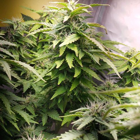 Lemon Haze auto  growlog timeline photo