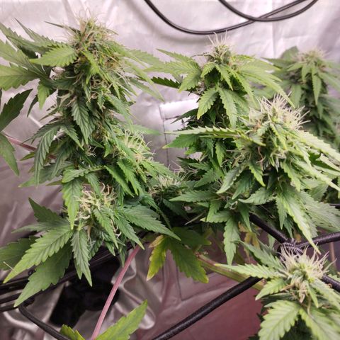 Lemon Haze auto  growlog timeline photo