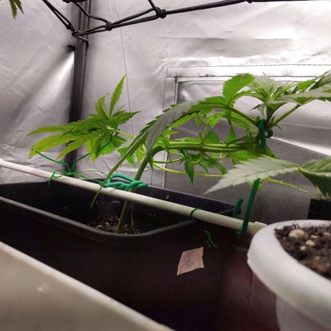 White Widow fem growlog timeline photo
