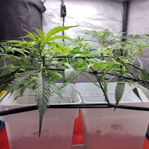 White Widow auto #1 growlog timeline photo