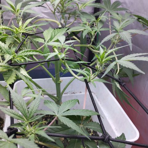 Cheese auto growlog timeline photo