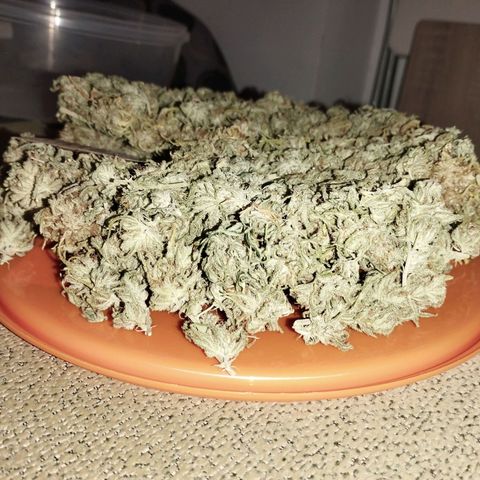 Amnesia fem growlog timeline photo