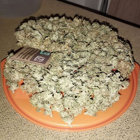 Amnesia fem growlog timeline photo