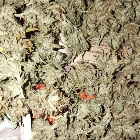 Amnesia fem growlog timeline photo