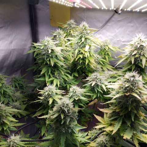 Lemon Haze auto  growlog timeline photo