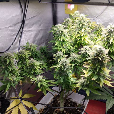 Lemon Haze auto  growlog timeline photo