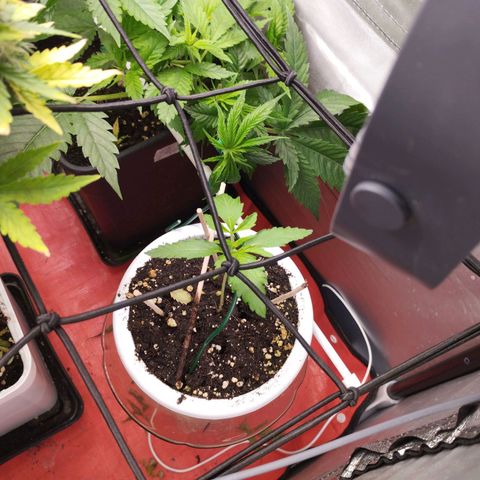 OG Kush auto growlog timeline photo