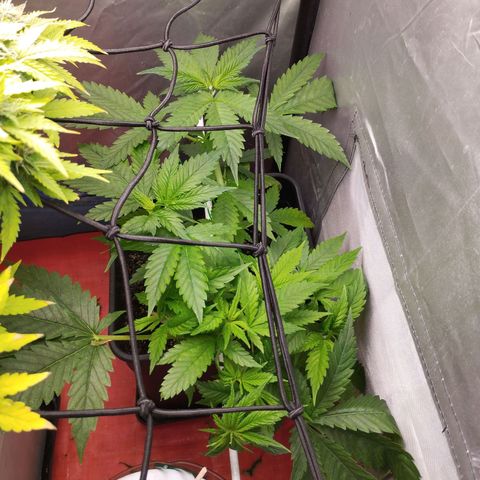 White Widow fem growlog timeline photo