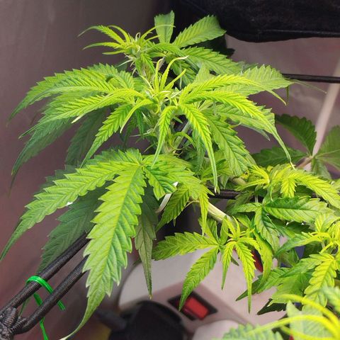 White Widow auto #1 growlog timeline photo