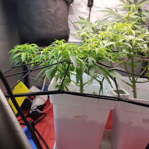 White Widow auto #1 growlog timeline photo