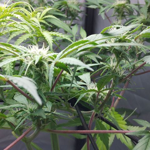 Cheese auto growlog timeline photo