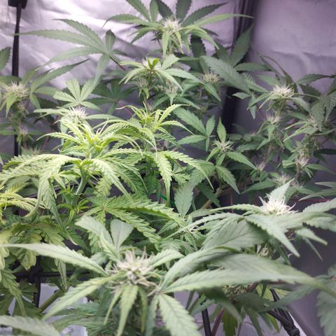 Cheese auto growlog timeline photo