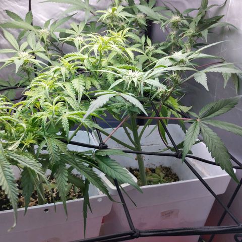 Cheese auto growlog timeline photo