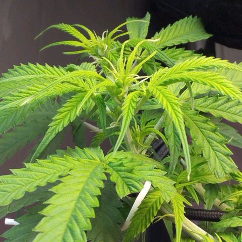 White Widow auto #1 growlog timeline photo
