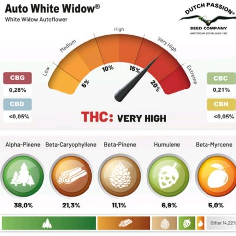 White Widow auto #1 growlog timeline photo