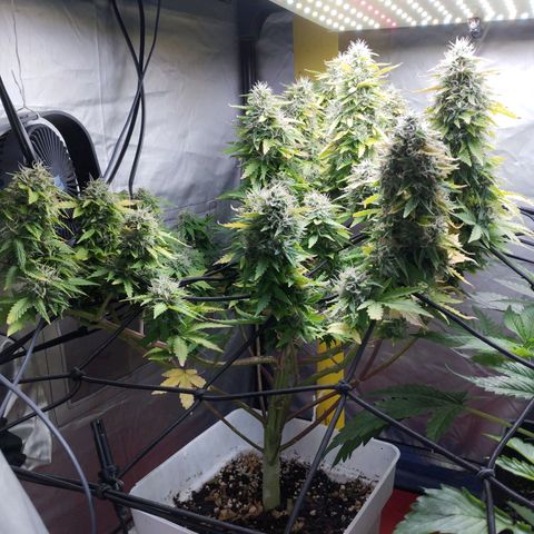 Lemon Haze auto  growlog timeline photo