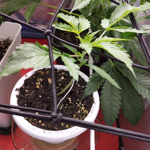 OG Kush auto growlog timeline photo