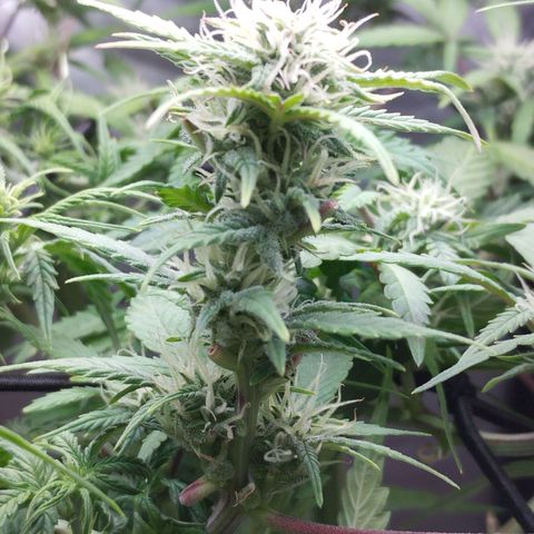 Cheese auto growlog timeline photo