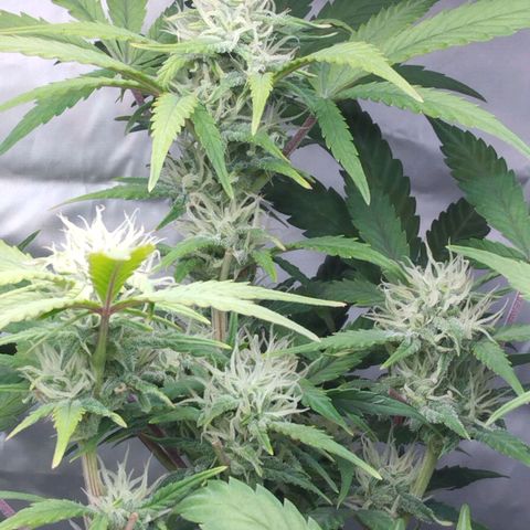 Cheese auto growlog timeline photo