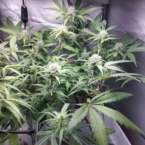 Cheese auto growlog timeline photo