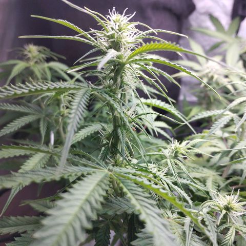 White Widow auto #1 growlog timeline photo
