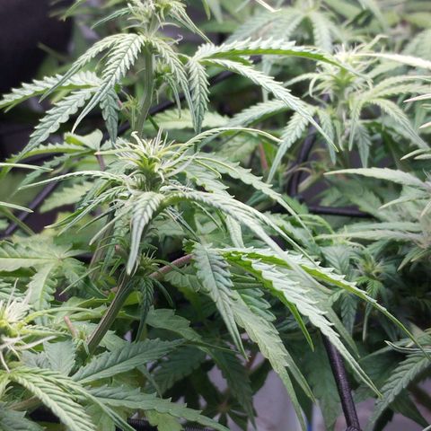 White Widow auto #1 growlog timeline photo