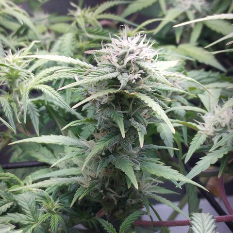 Cheese auto growlog timeline photo