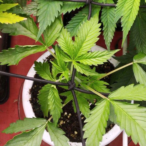 OG Kush auto growlog timeline photo
