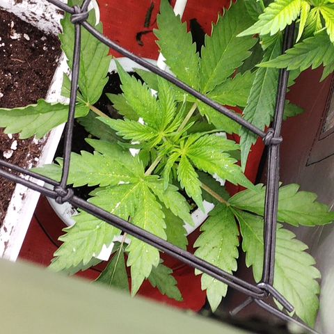 OG Kush auto growlog timeline photo