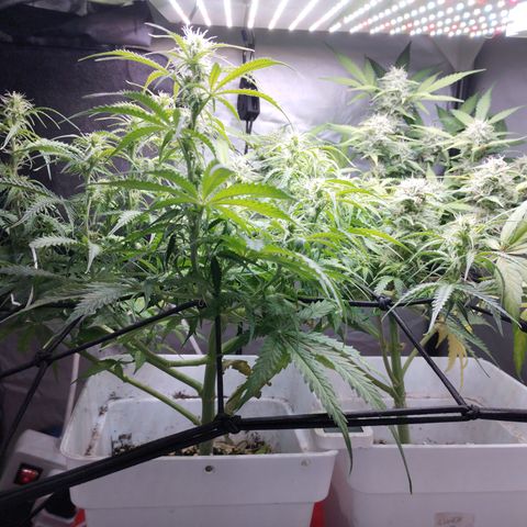 White Widow auto #1 growlog timeline photo
