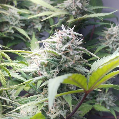 Cheese auto growlog timeline photo