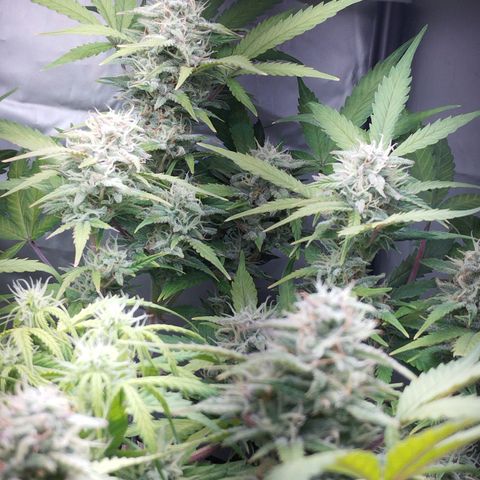 Cheese auto growlog timeline photo
