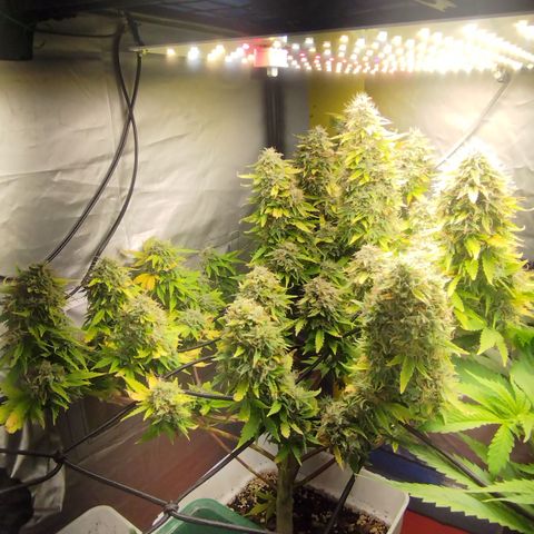 Lemon Haze auto  growlog timeline photo