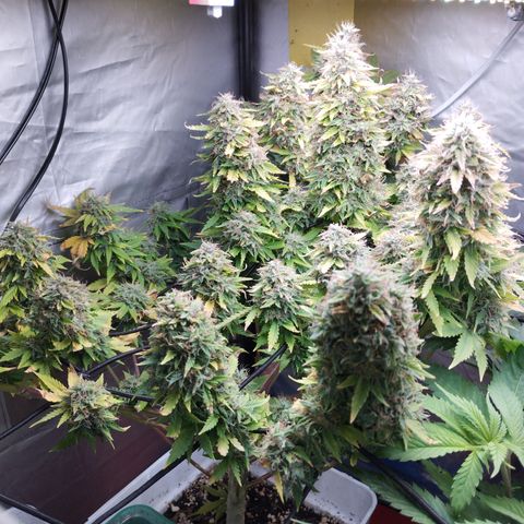 Lemon Haze auto  growlog timeline photo