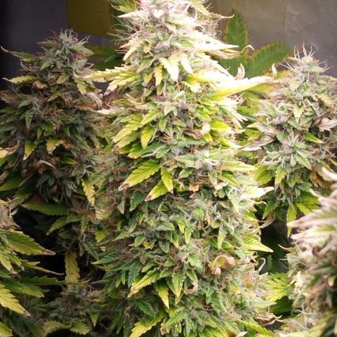 Lemon Haze auto  growlog timeline photo