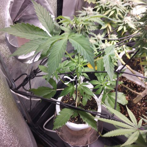 OG Kush auto growlog timeline photo
