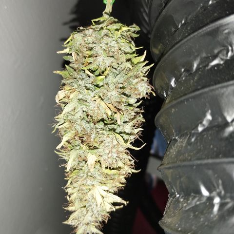 Lemon Haze auto  growlog photo: 1er corte 