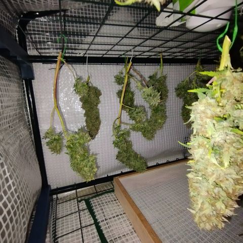 Lemon Haze auto  growlog timeline photo