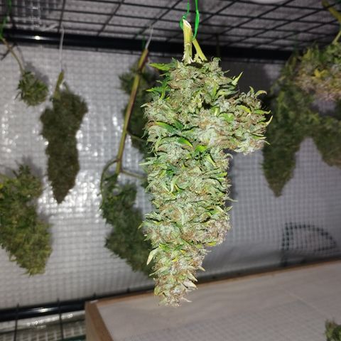 Lemon Haze auto  growlog timeline photo