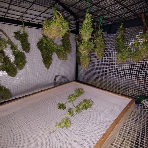 Lemon Haze auto  growlog timeline photo