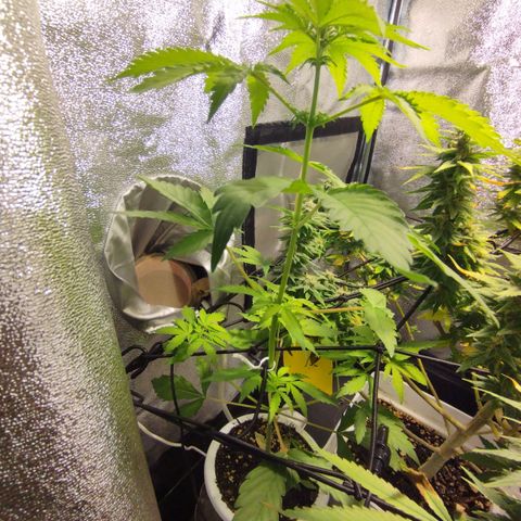 OG Kush auto growlog timeline photo
