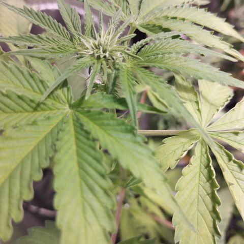 OG Kush auto growlog timeline photo