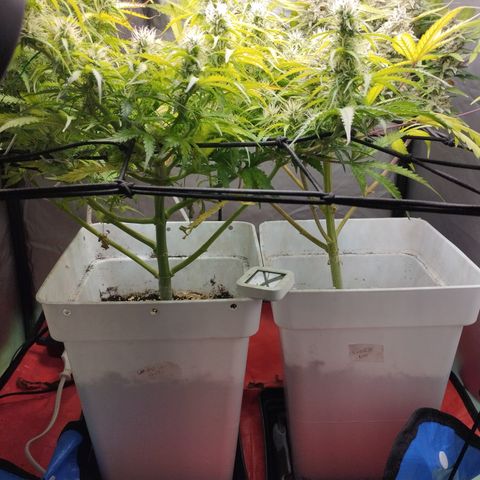 Cheese auto growlog timeline photo