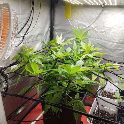 White Widow fem growlog timeline photo