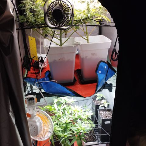White Widow fem growlog timeline photo