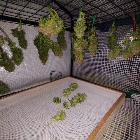 Lemon Haze auto  growlog timeline photo