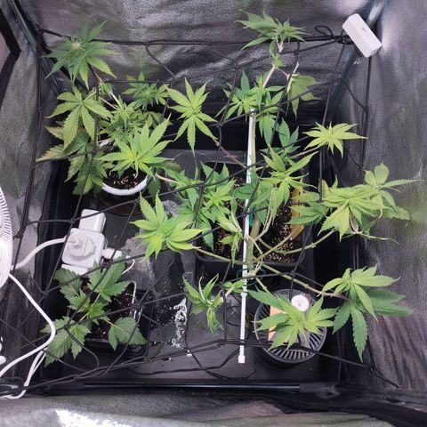 White Widow fem growlog timeline photo