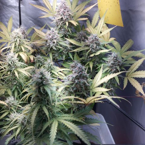 Cheese auto growlog timeline photo