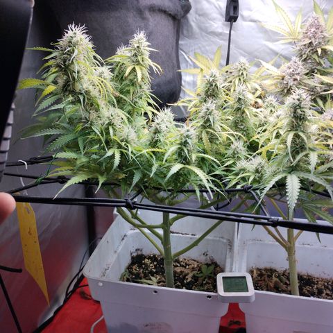 White Widow auto #1 growlog timeline photo