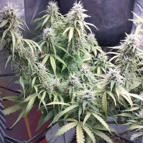 White Widow auto #1 growlog timeline photo